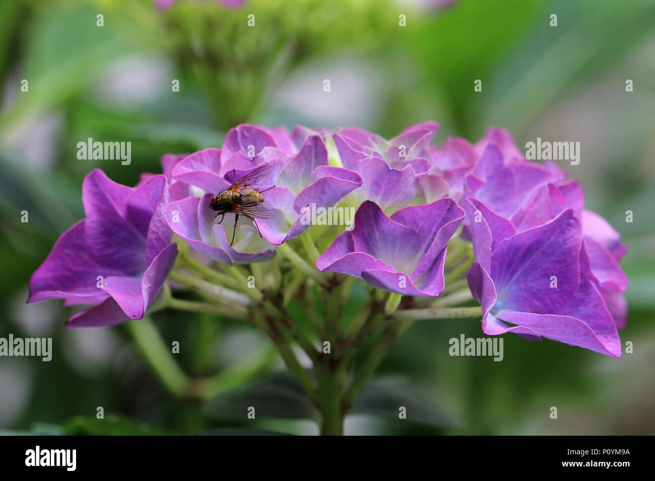 Colore porpora hydrangea hortensia fiore in close-up con un insetto volare, brachycera Foto Stock