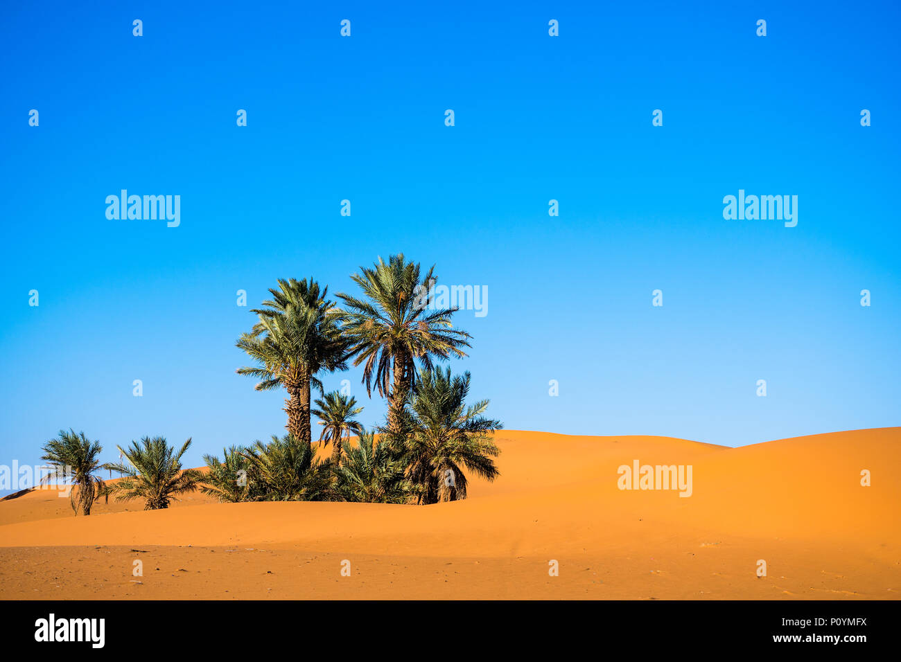 Paesaggio con alberi di palma in un deserto con dune di sabbia e cielo blu Foto Stock