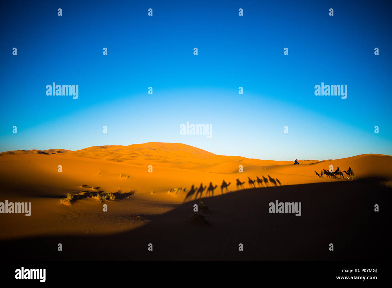 Ampia angolazione di turisti a cavallo di cammelli in carovana sulle dune di sabbia nel deserto del Sahara con forti ombre del cammello su una spiaggia di sabbia Foto Stock