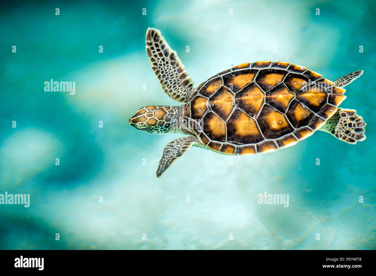 Chiusura del simpatico baby turtle in acqua turchese Foto Stock