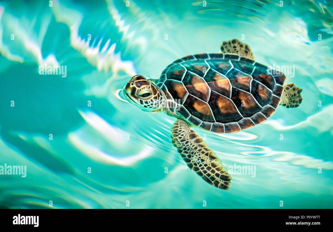 Chiusura del simpatico baby turtle in acqua turchese Foto Stock