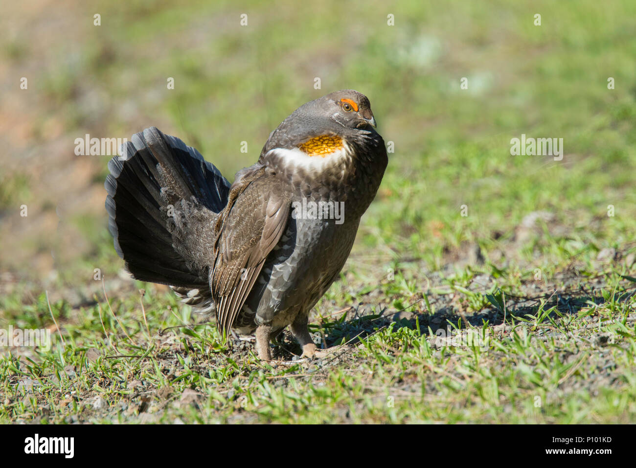 Fuligginosa Grouse Dendragapus fuliginosus Hurricane Ridge, il Parco Nazionale di Olympic, Washington, Stati Uniti 15 Maggio 2018 maschio adulto fasianidi Foto Stock