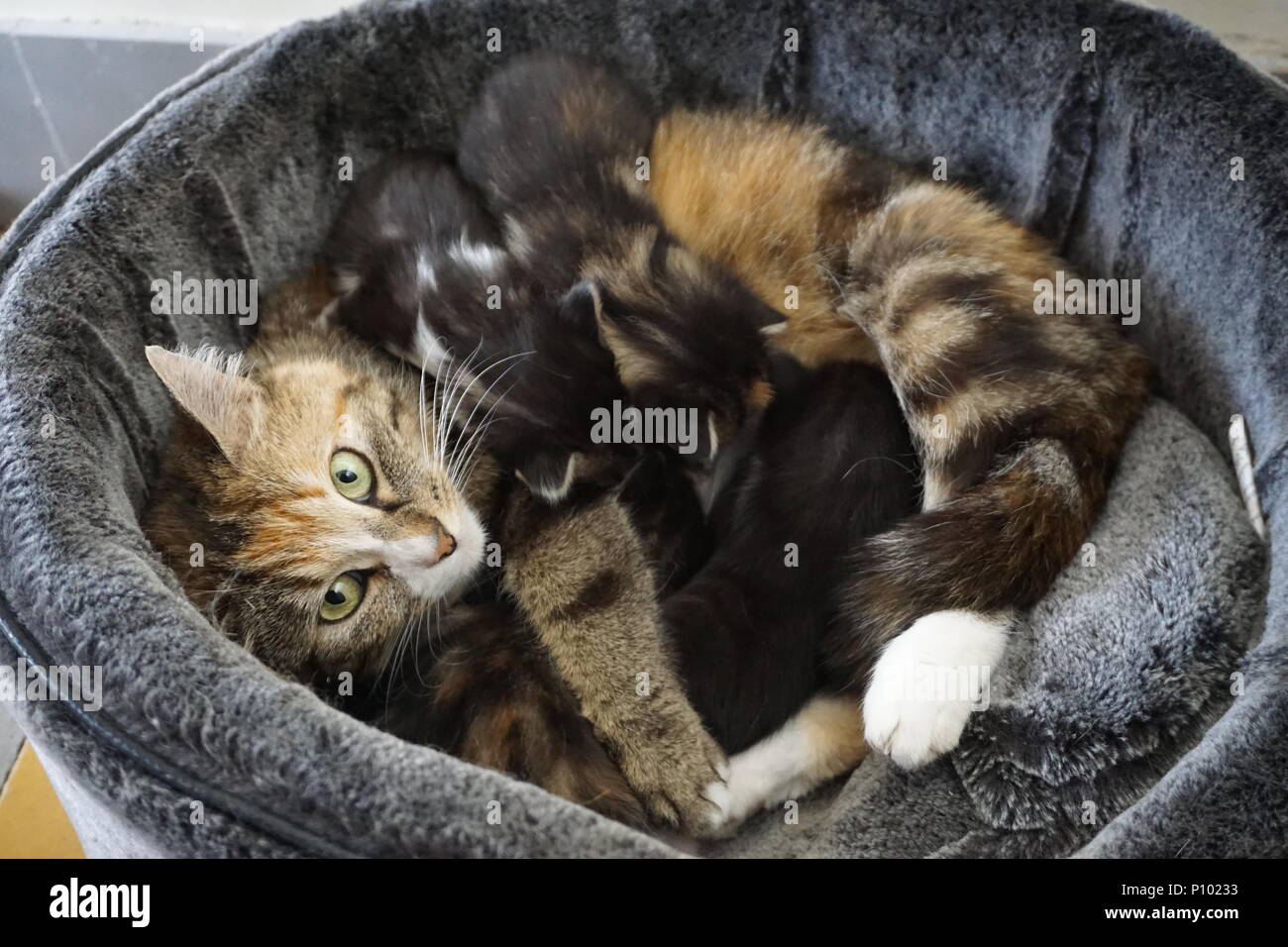 Gli occhi verdi madre gatto con nuovo di zecca i gattini di allattamento e felici in un accogliente cesto morbido Foto Stock