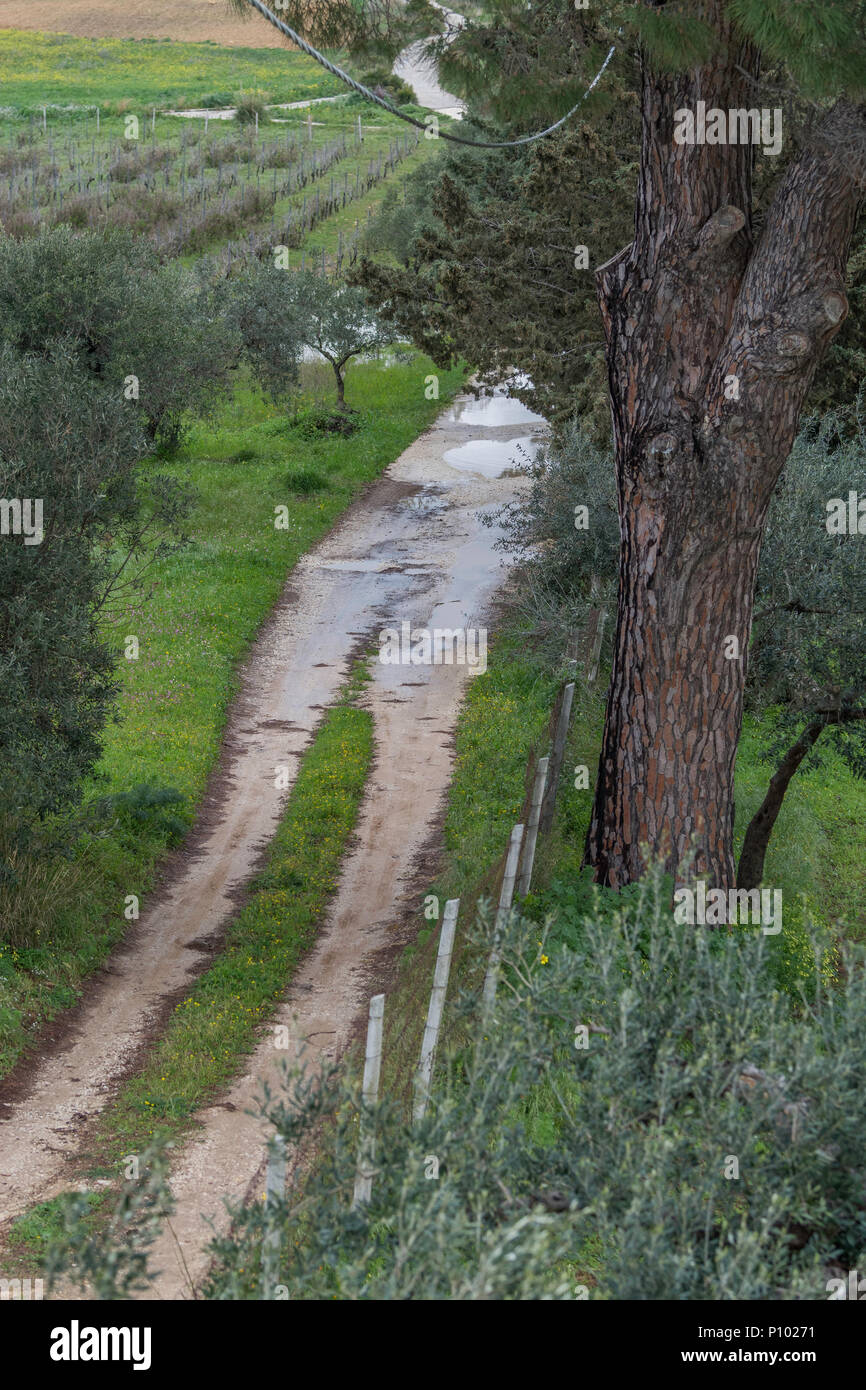 Vigneti di Menfi, Sicilia, Italia Foto Stock