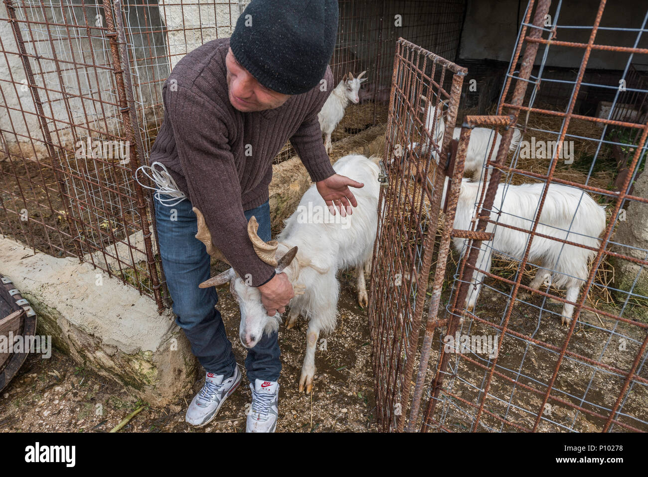 Di piccole dimensioni e di capra allevamento di suini, Menfi, Sicilia, Italia Foto Stock