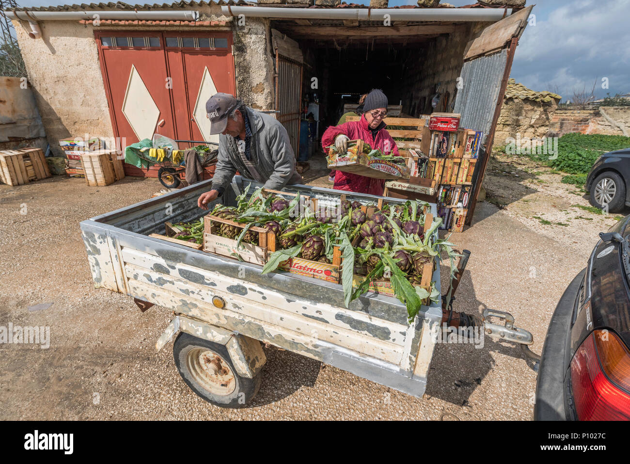 Raccolto di carciofo, Menfi, Sicilia, Italia Foto Stock