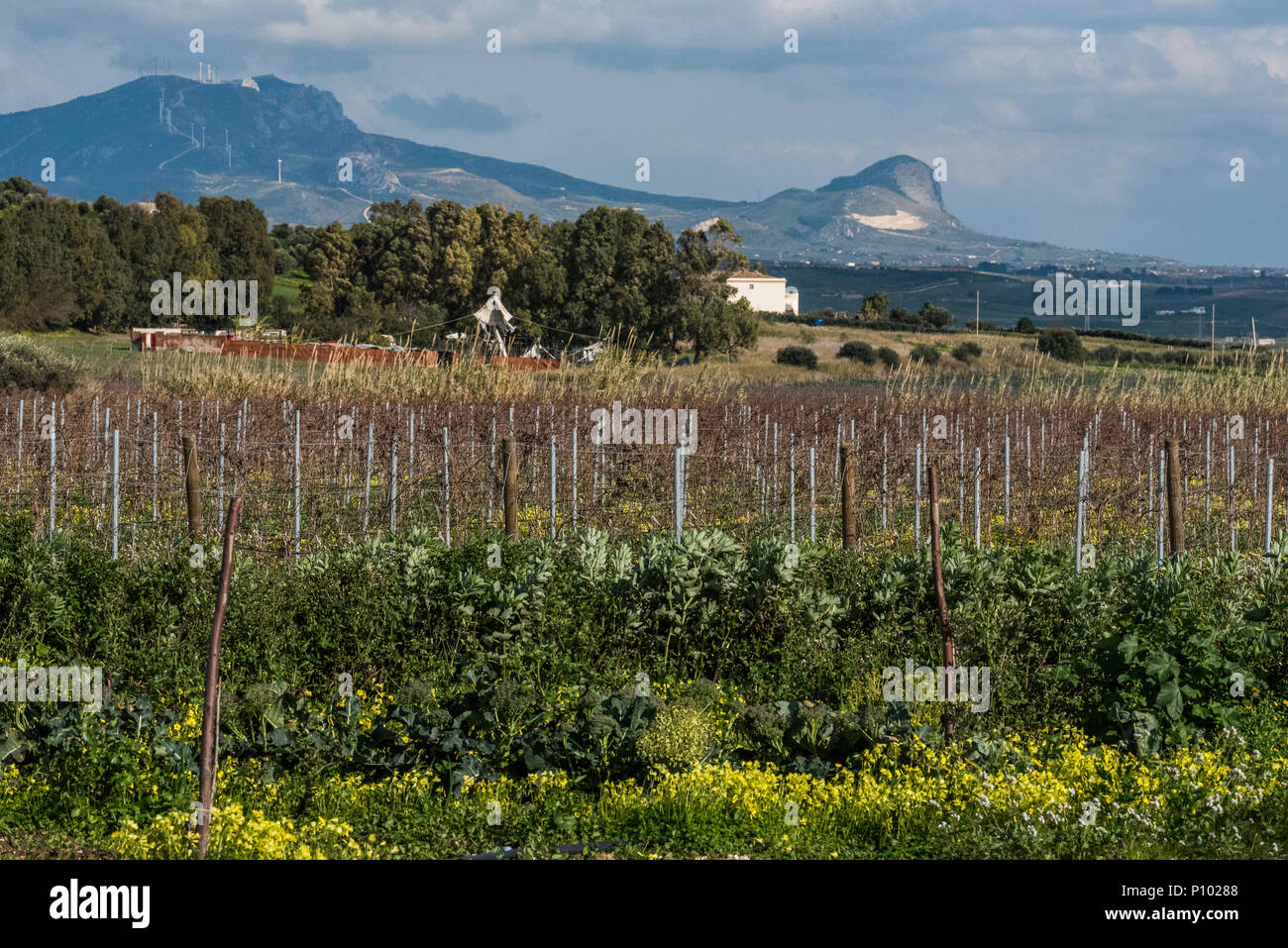 Vigneti di Menfi, Sicilia, Italia Foto Stock