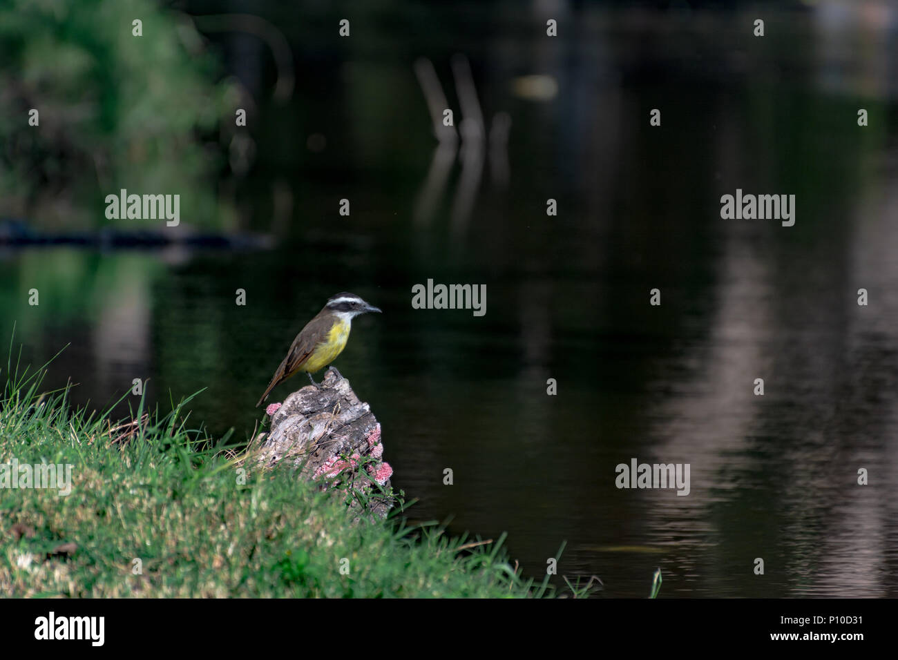 Profilo di uccelli, rivolta verso l'acqua. Verde scuro dello sfondo di tonalità Foto Stock