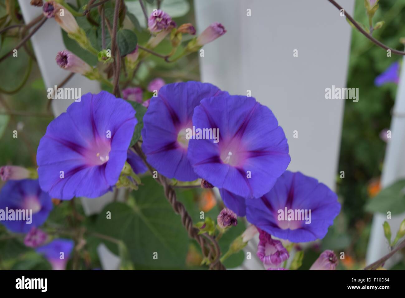 Un cluster di glorie di mattina di buon mattino. Foto Stock