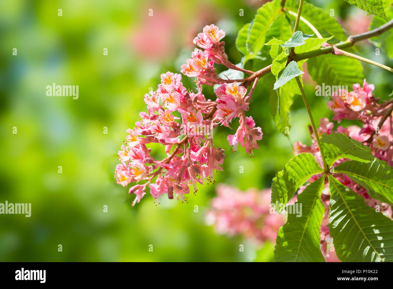 Blossom fiore di comune ippocastano in luce del sole di fronte sfocato foglie verdi, Baviera, Germania Foto Stock