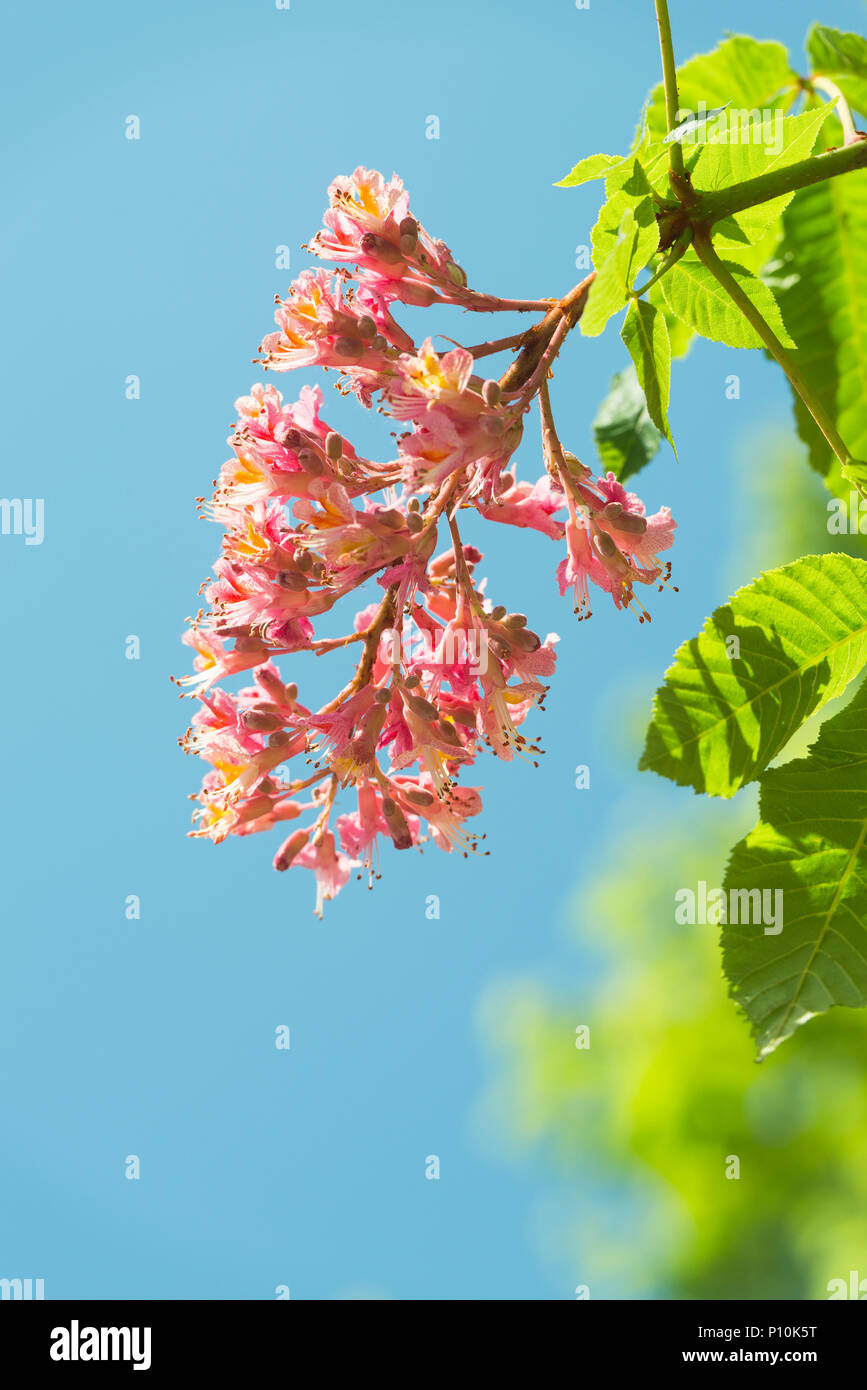 Blossom fiore di comune ippocastano in luce del sole di fronte cielo blu, Baviera, Germania Foto Stock