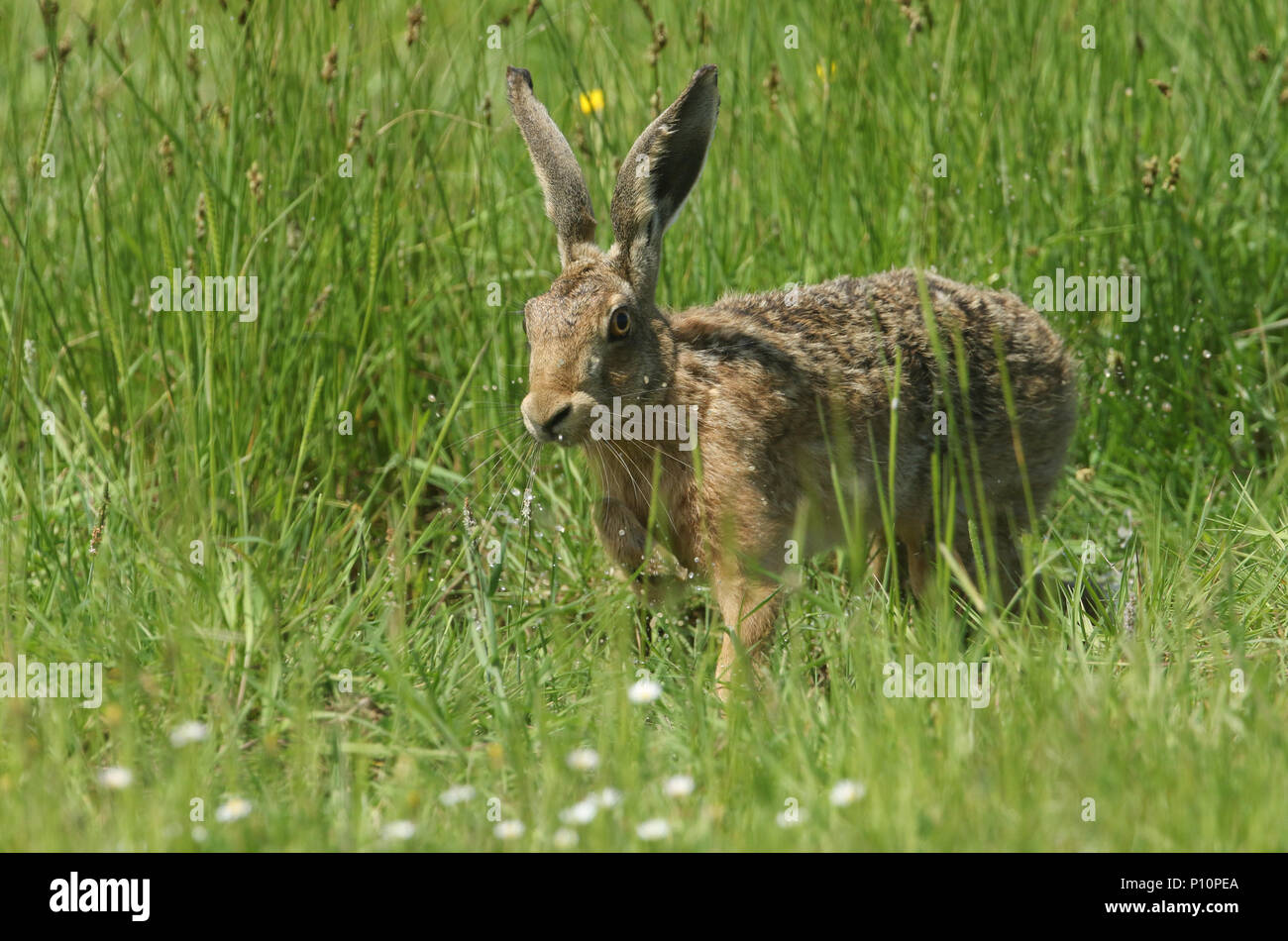 Un bellissimo marrone (lepre Lepus europaeus) in esecuzione attraverso l acqua in un prato erboso. Le goccioline di acqua sono battenti fino tutti intorno ad esso come funziona. Foto Stock