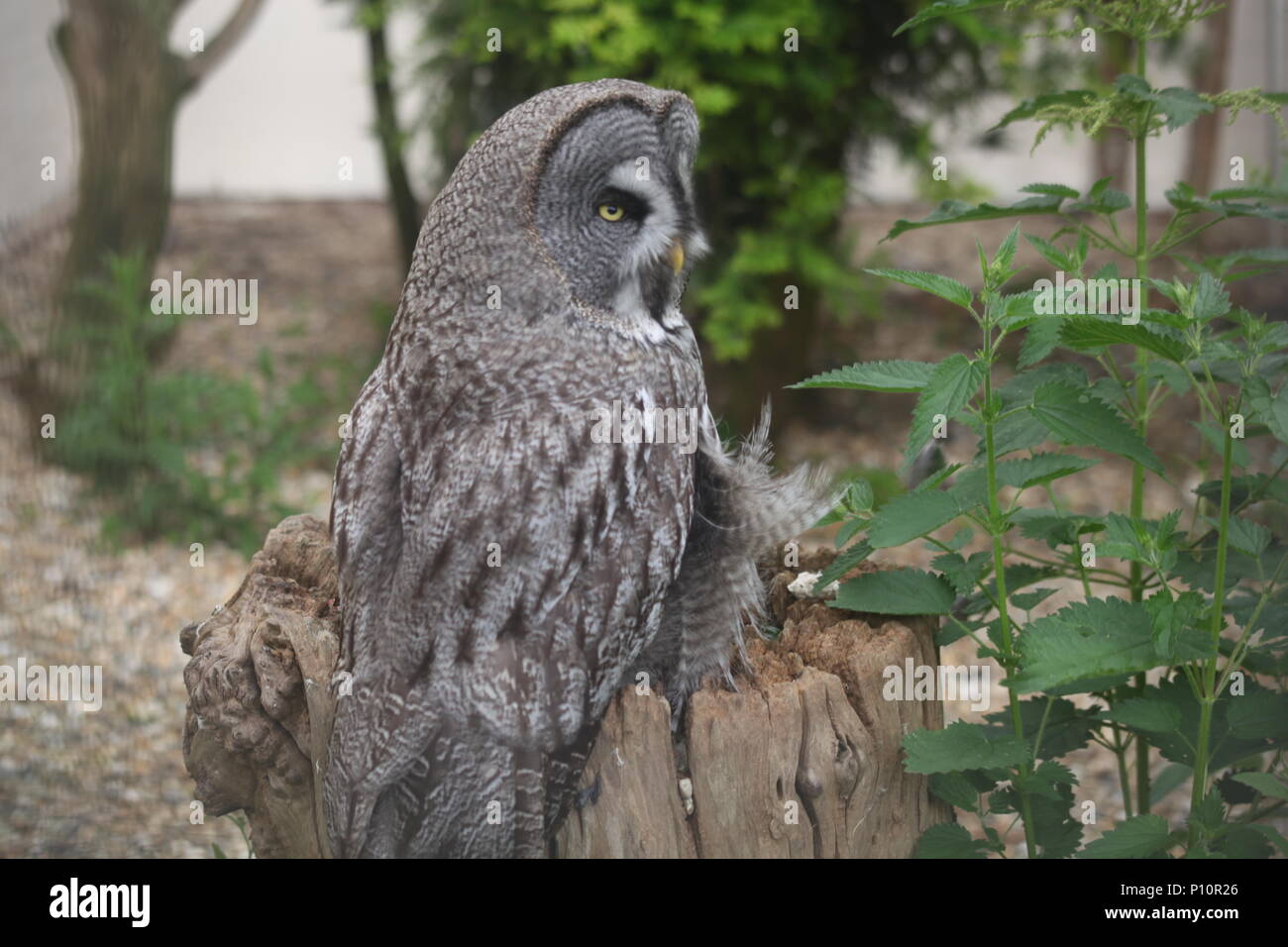 Grande Gufo grigio e ridere Kookaburra ad Eagle Heights Wildlife Foundation Foto Stock