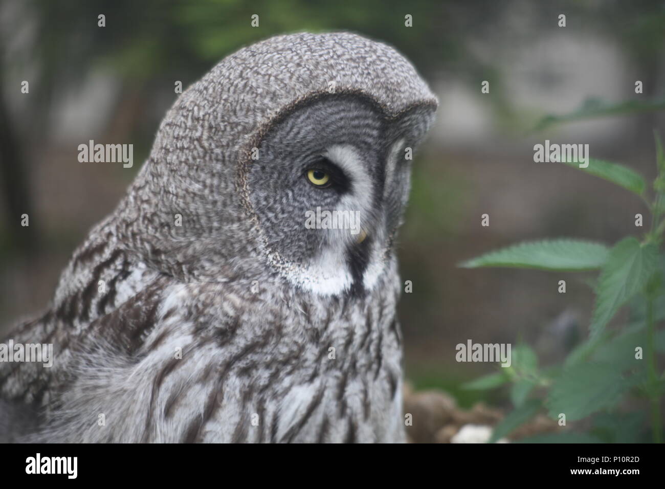 Grande Gufo grigio e ridere Kookaburra ad Eagle Heights Wildlife Foundation Foto Stock