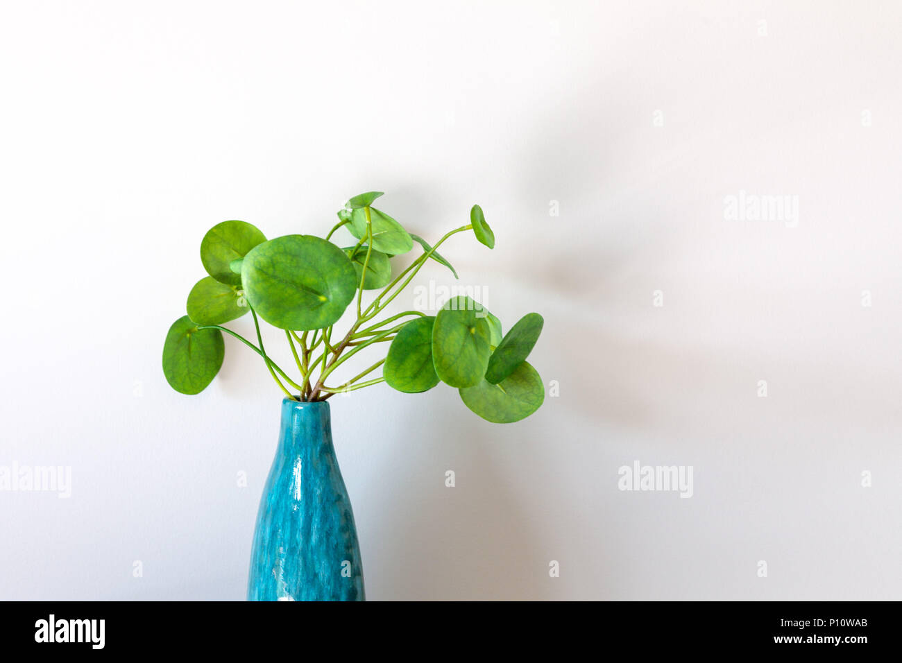 Denaro cinese di pianta in un vaso nella parte anteriore del muro bianco con copia spazio, Foto Stock
