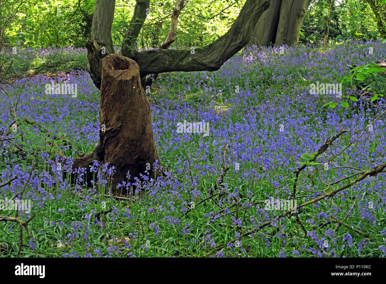 English Bluebell legno in primavera, Cheshire, Inghilterra, Regno Unito Foto Stock