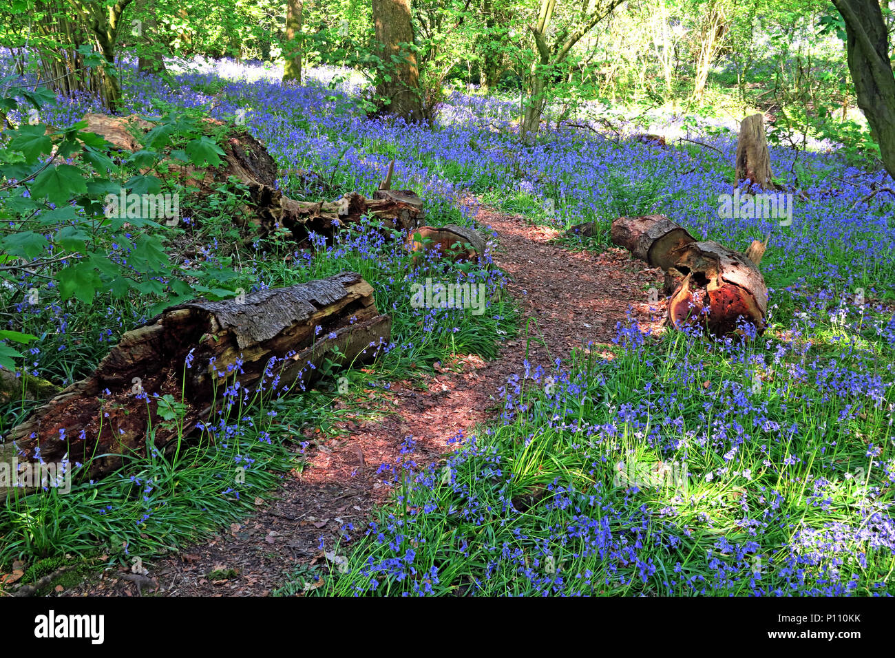 English Bluebell legno in primavera, Cheshire, Inghilterra, Regno Unito Foto Stock