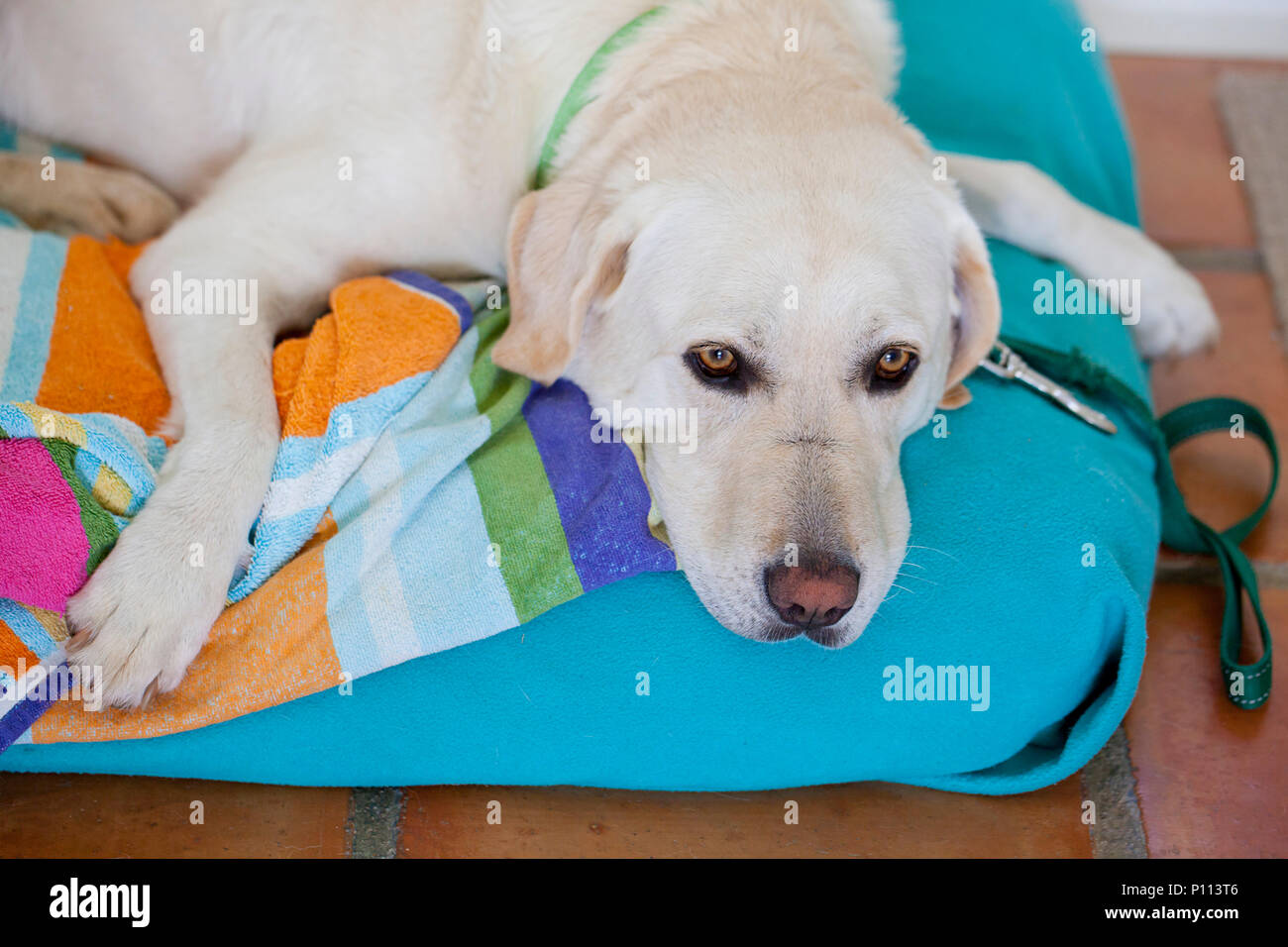 Il Labrador cane in appoggio sul suo materasso Foto Stock