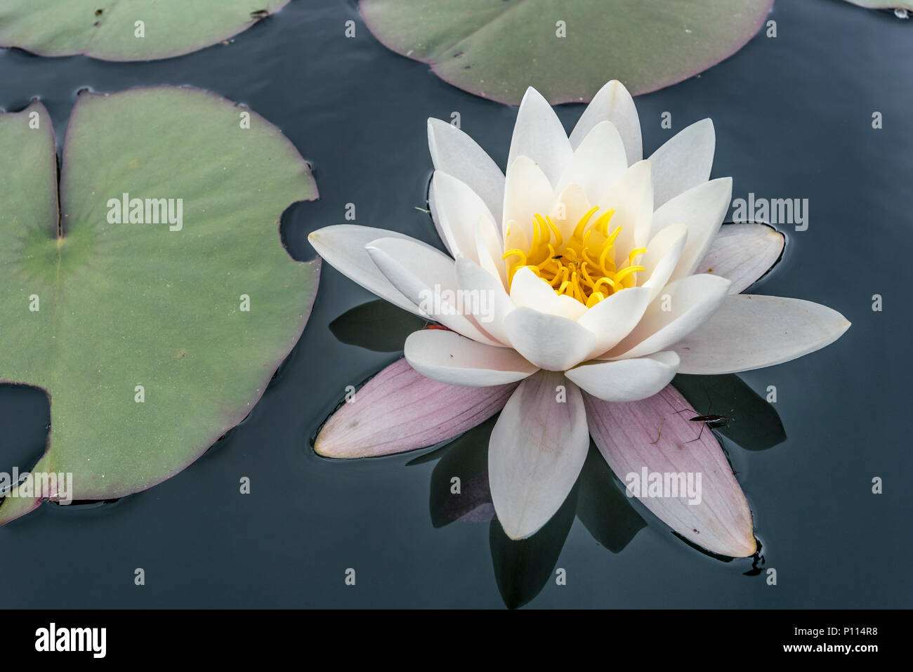 White water lily sul laghetto. Nymphaeaceae Foto Stock