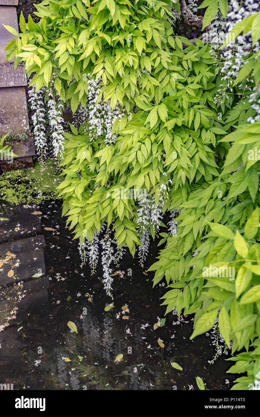 Wisteria sinensis piangendo impianto racemi Foto Stock