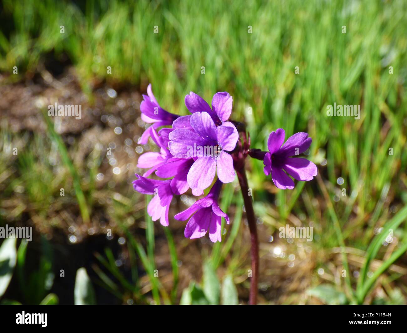 Rosa fiori viola della Primula deorum / Rila primrose sulla montagna Rila in Bulgaria Foto Stock