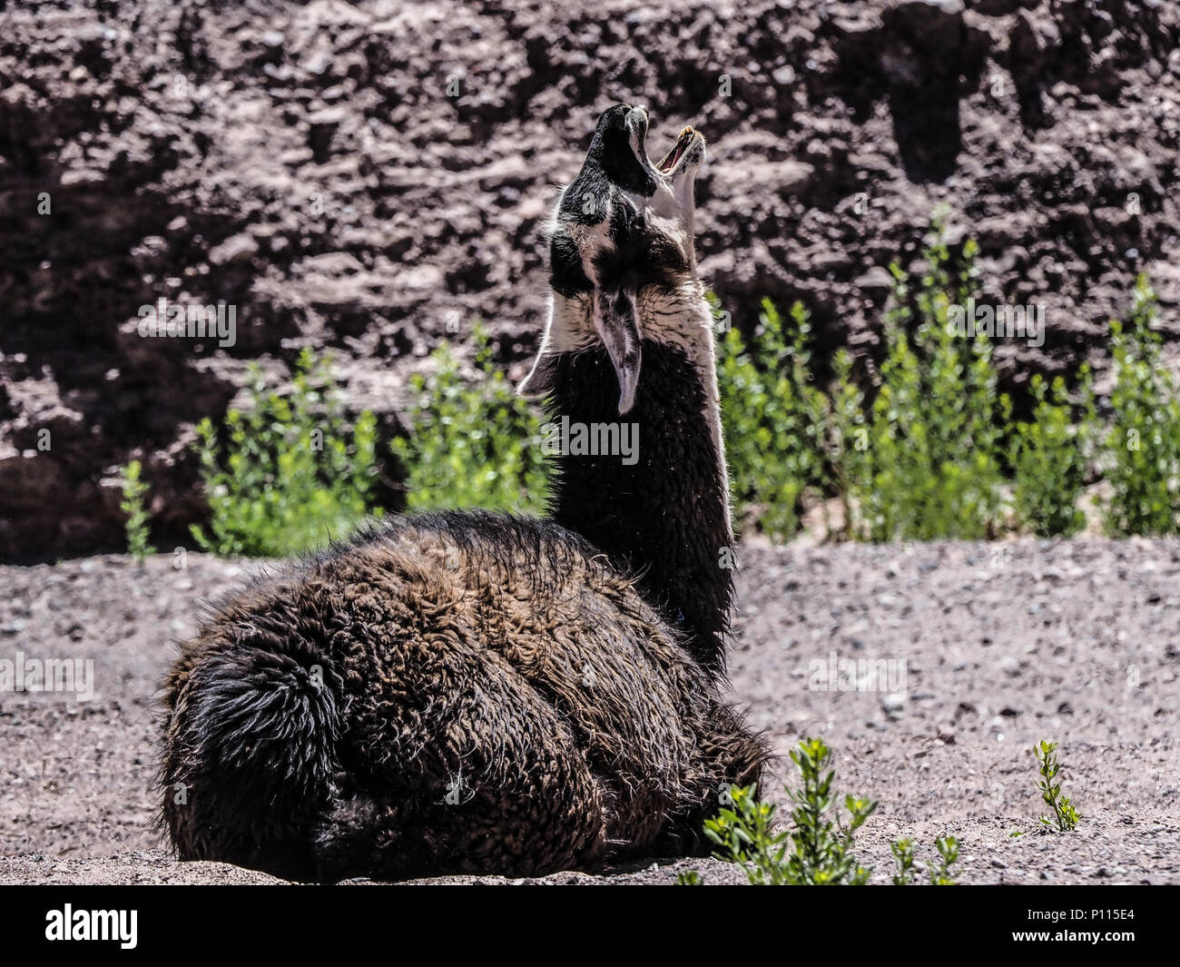 Carino llama urla mentre si riposa vicino a Rainbow Valley, il Deserto di Atacama, vicino a San Pedro de Atacama, Cile, Sud America Foto Stock