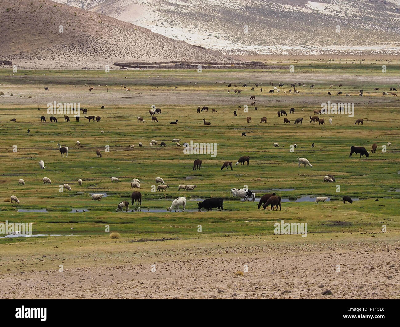 Valle fertile con innumerevoli animali al pascolo sul modo di Sucre, Bolivia, Sud America Foto Stock