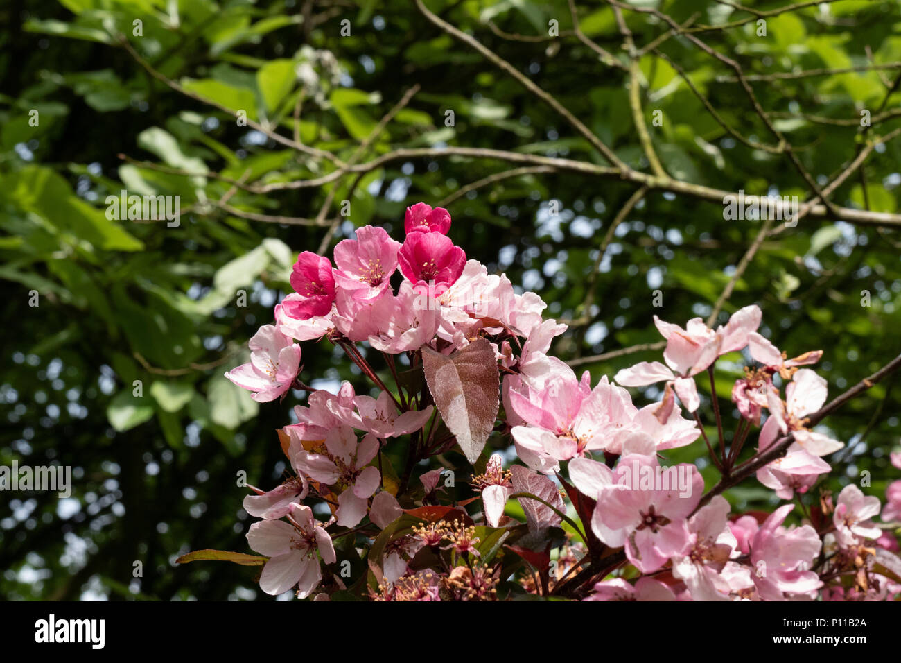 Rosa fiori di ciliegio è un segno sicuro di primavera ed estate con foglie di colore verde sul retro Foto Stock