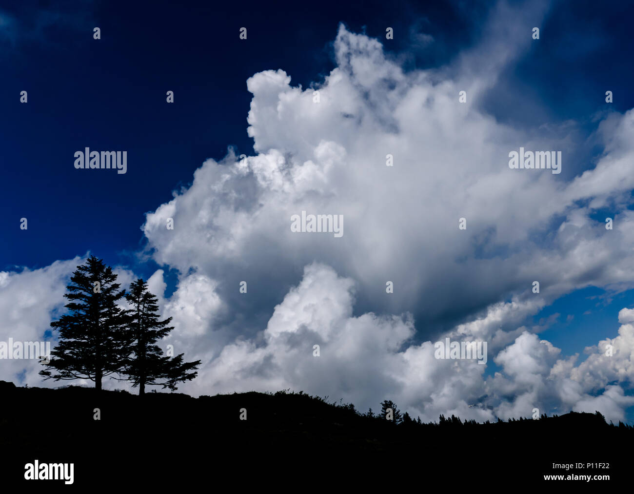 Due lone pine trees all'orizzonte in una selvaggia ed espressive di cielo nuvoloso Foto Stock