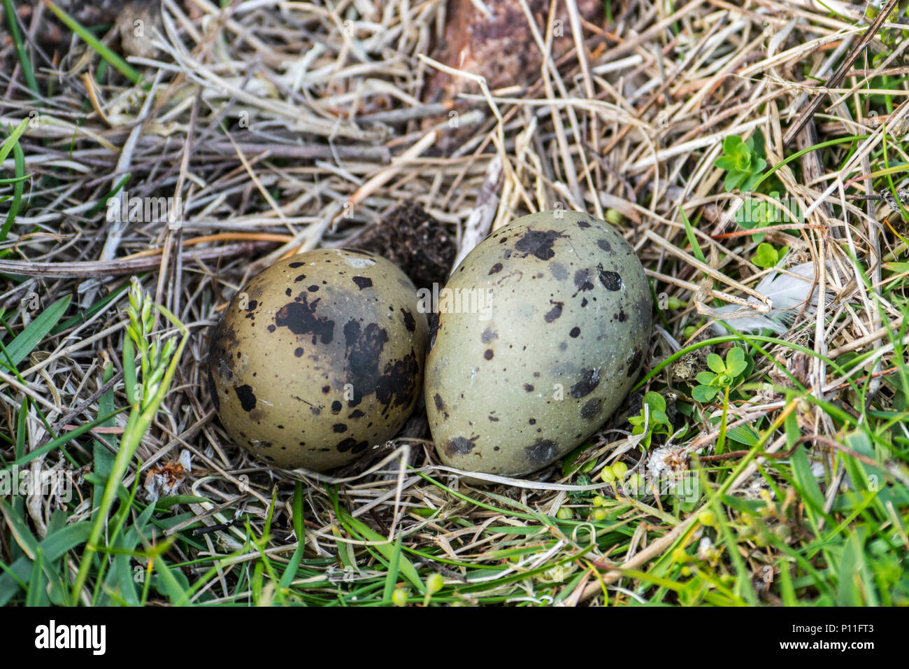 Arctic Tern (sterna paradisaea) tipici della frizione due chiazzato e mimetizzata uova nel nido, depressione nel terreno Foto Stock