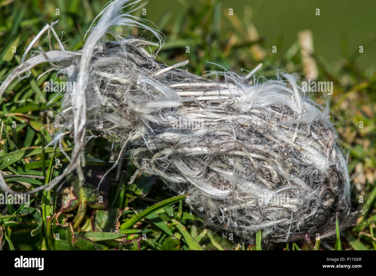 Close up pellet rigurgitato dal grande skua (Stercorarius skua) mostra pinguini preda rimane come ossa e piume, Scotland, Regno Unito Foto Stock