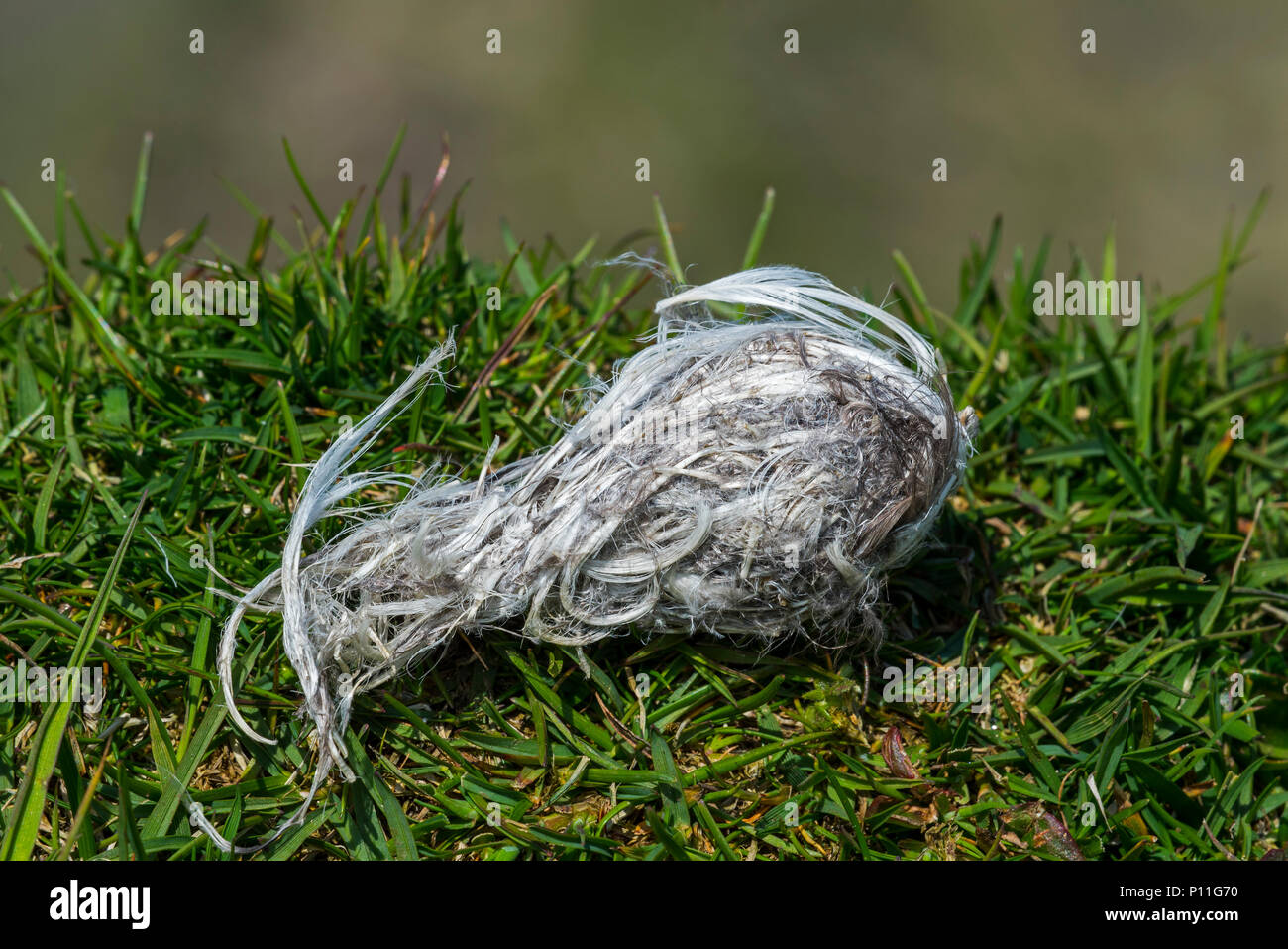 Close up pellet rigurgitato dal grande skua (Stercorarius skua) mostra pinguini preda rimane come ossa e piume, Scotland, Regno Unito Foto Stock