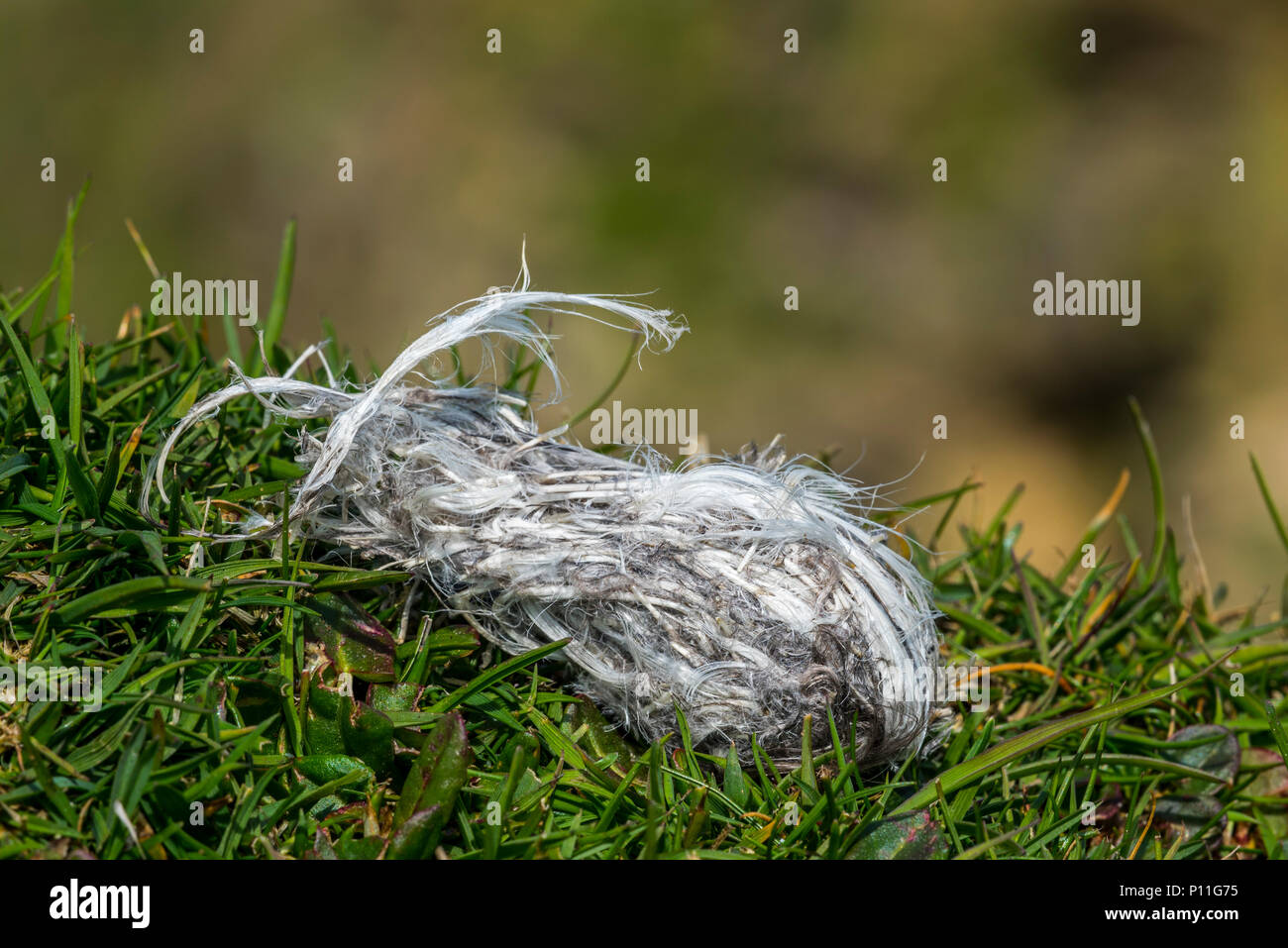 Close up pellet rigurgitato dal grande skua (Stercorarius skua) mostra pinguini preda rimane come ossa e piume, Scotland, Regno Unito Foto Stock
