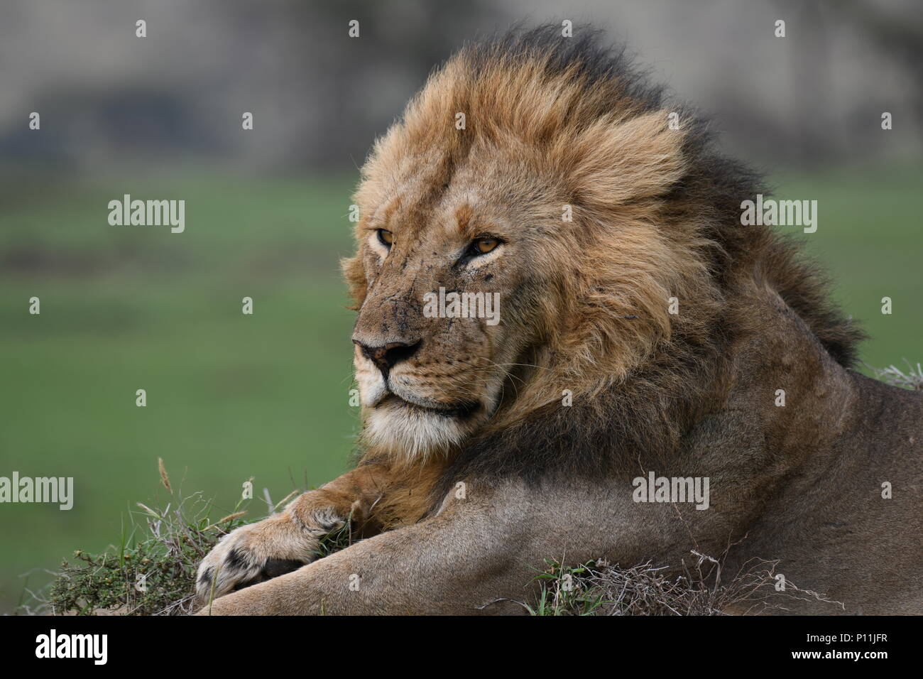 Leone maschio in appoggio sul Massai Mara plains (Panthera leo). Safari del Kenya, la foto è stata scattata nella zona di Olare Motorogi Conservancy. Foto Stock