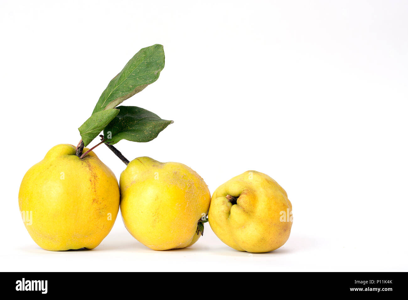 Fila di tre mele cotogne, un vecchio e tradizionale tipo di frutta, simile per le mele e le pere Foto Stock