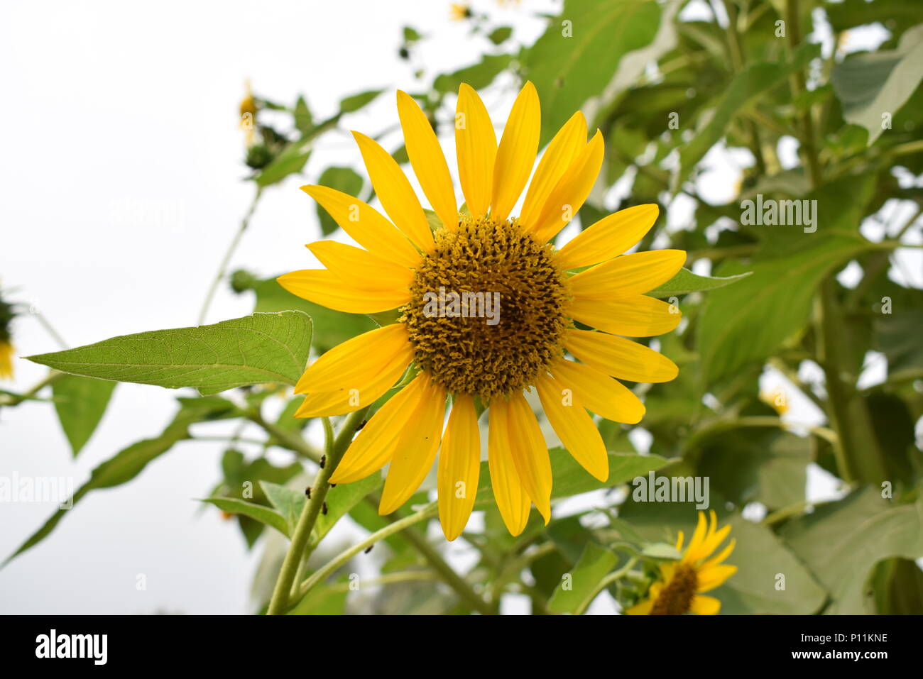 Completamente cresciuti sun flower in pianta verde colori freschi Foto Stock
