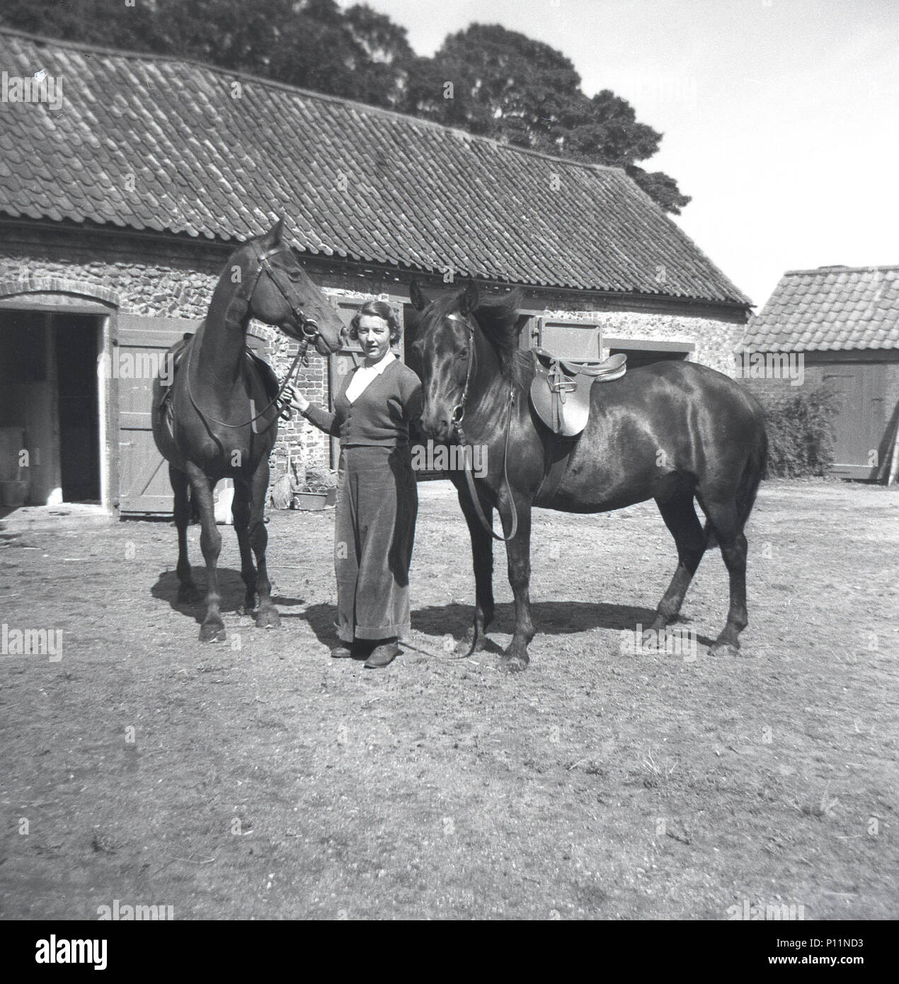 1951, storico, signora giovane azienda due cavalli sellati pronto a cavalcare, al di fuori di pietra costruito il maneggio nel cortile di una fattoria, Inghilterra, Regno Unito. Foto Stock