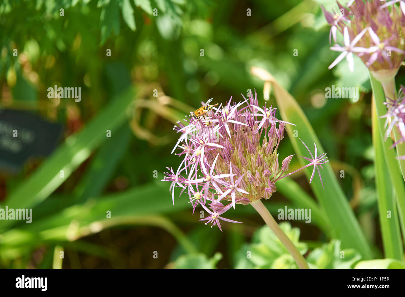 Cipolla ornamentali, Allium cristophii star of Persia fiori in un giardino estivo, nel distretto del lago, Inghilterra, Regno Unito, GB. Foto Stock