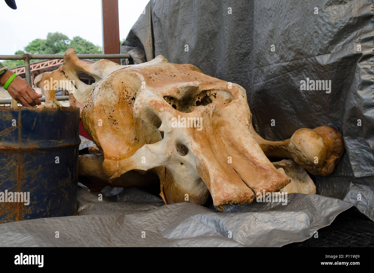 Osso di elefante Foto Stock