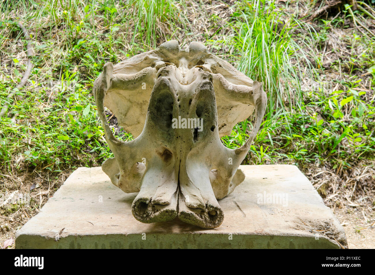 Osso di elefante Foto Stock