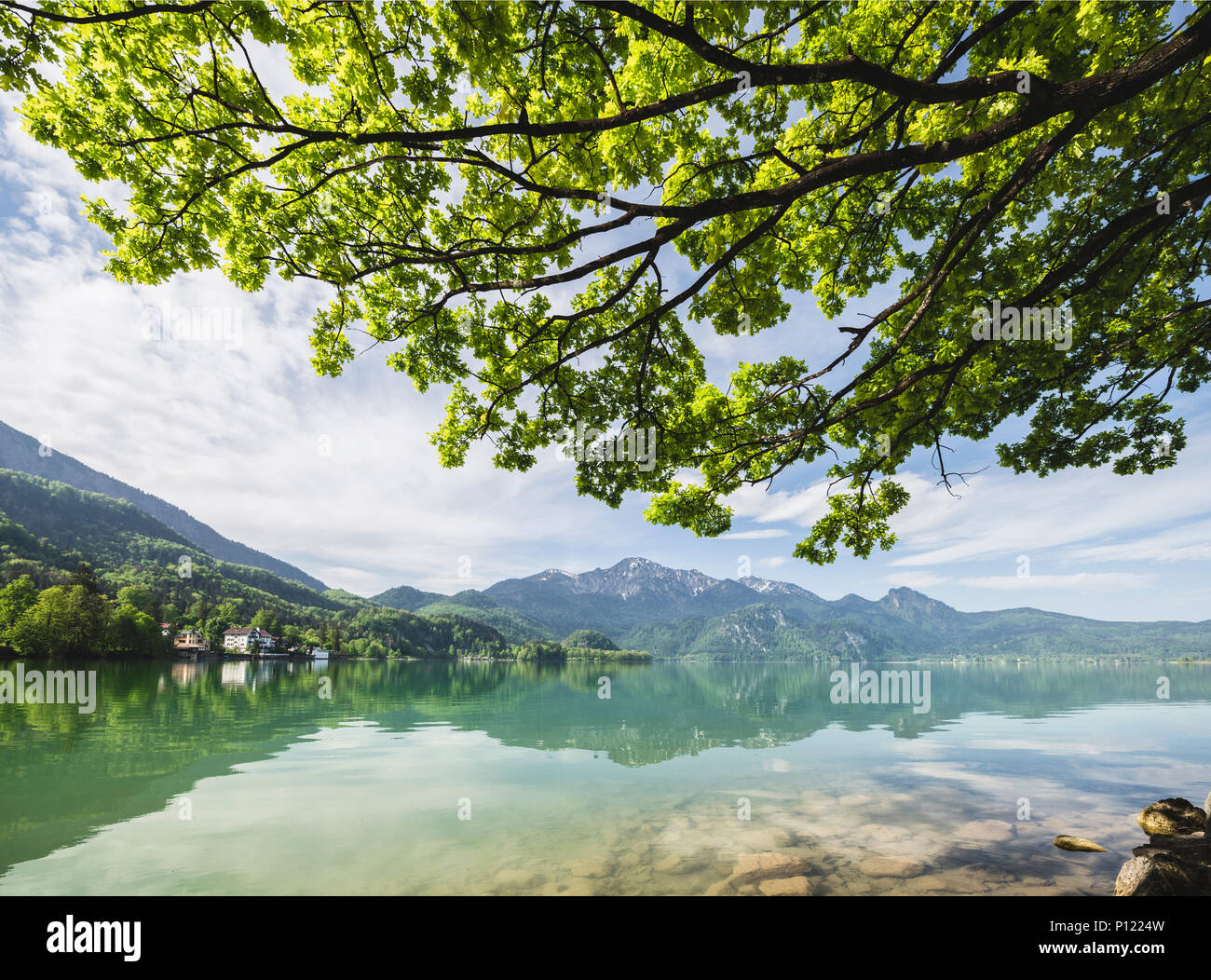 Colore verde brillante albero canopy di alberi sul panorama del Lago Kochelsee e Monte Herzogstand, Baviera, Germania Foto Stock