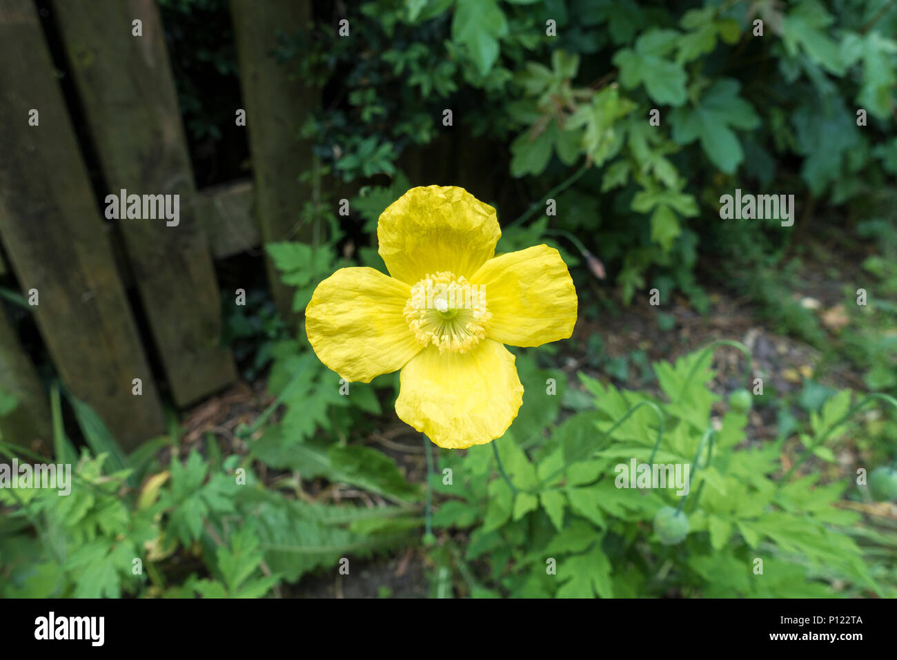 Gallese del papavero Foto Stock