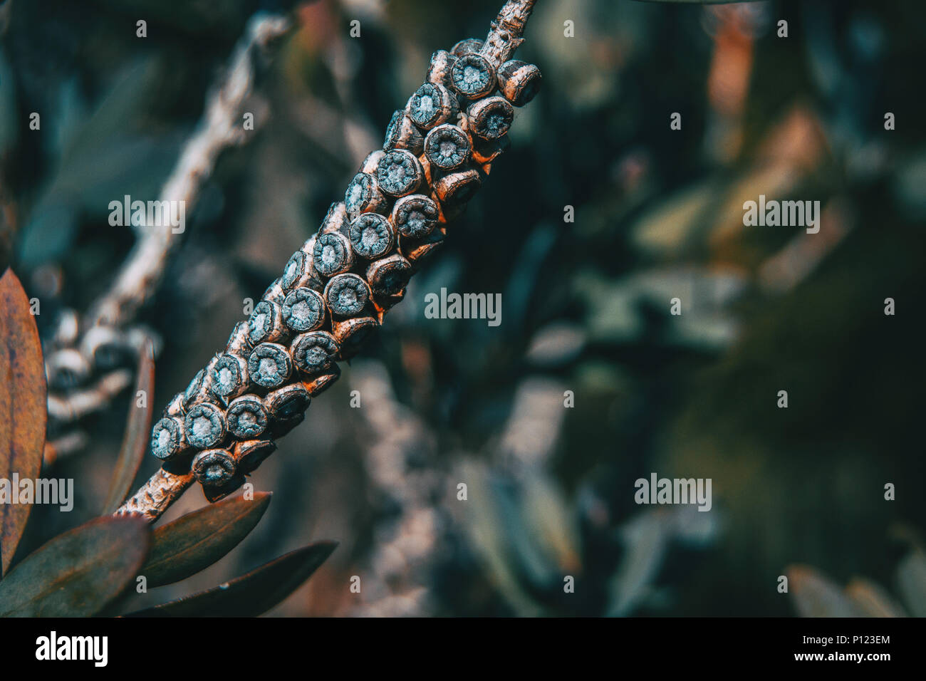 Fiore secco di callistemon pallidus in natura Foto Stock