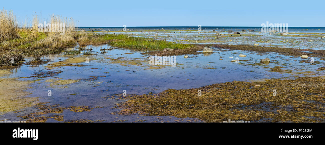 Vergine palude seascape con pozzanghere di acqua, verde erba, pietre e sabbia al Mar Baltico di primavera Foto Stock