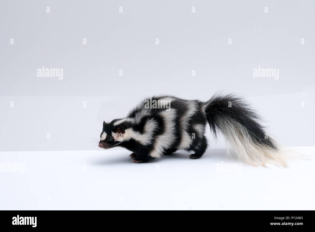 Skunk macchiato su sfondo bianco Foto Stock