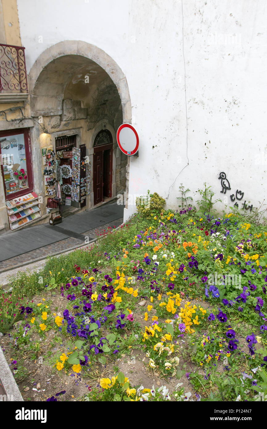 Pansy fioriture dei fiori da una strada che passa sotto un edificio di Coimbra, in Portogallo. Foto Stock