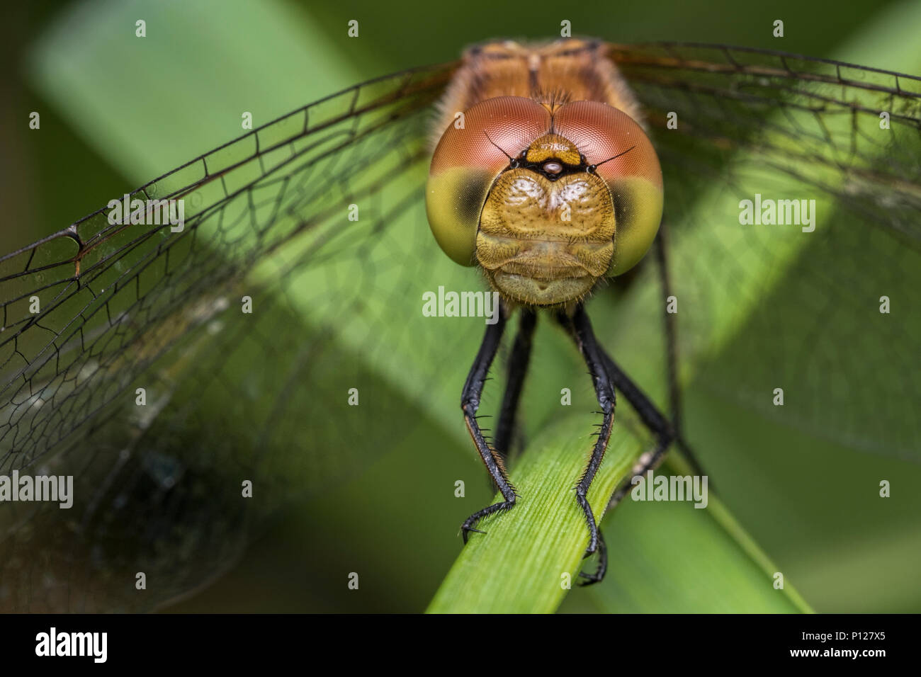 Common Darter dragonfly (Sympetrum striolatum) appollaiato sul gambo di erba . Tipperary, Irlanda Foto Stock