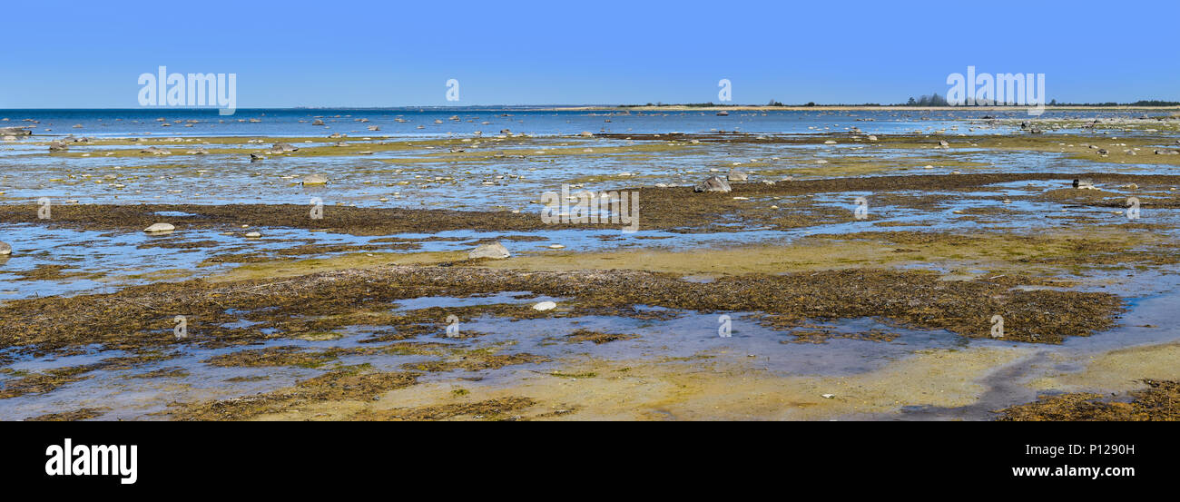 Vergine palude seascape con pozzanghere di acqua, verde erba, pietre e sabbia al Mar Baltico di primavera Foto Stock