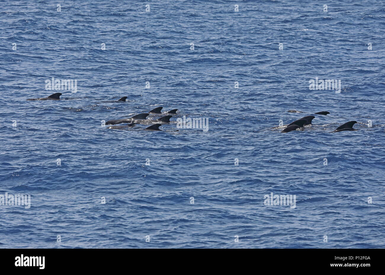 A breve alettato di Balene Pilota (Globicephala macrorhynchus) pod affiorando Isole Canarie, Oceano Atlantico possono Foto Stock