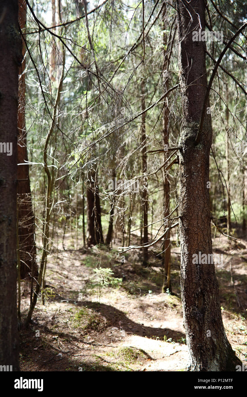 Foresta di Pini. Profondità di una foresta. Viaggio sentieri nella foresta. Alberi senza foglie in primavera. Trekking attraverso la riserva. Foto Stock